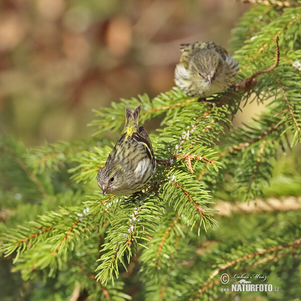 Siskin (Carduelis spinus)