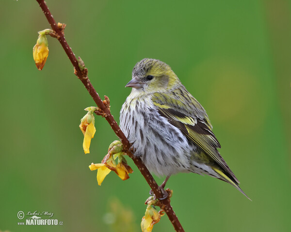 Siskin (Carduelis spinus)