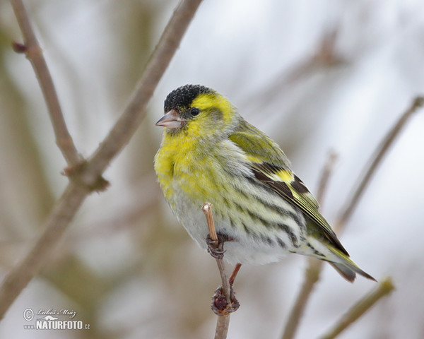 Siskin (Carduelis spinus)