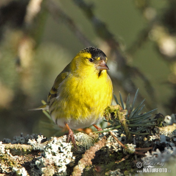 Siskin (Carduelis spinus)