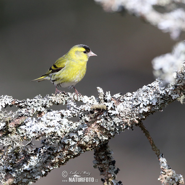 Siskin (Carduelis spinus)