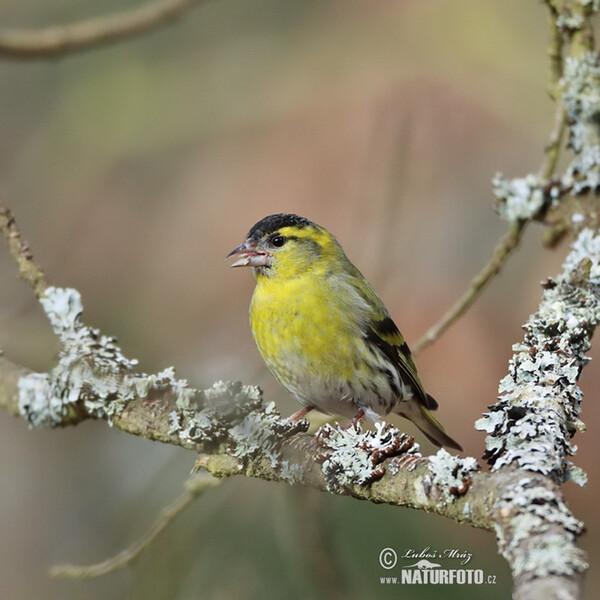 Siskin (Carduelis spinus)