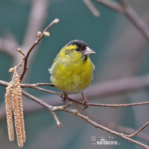 Siskin (Carduelis spinus)