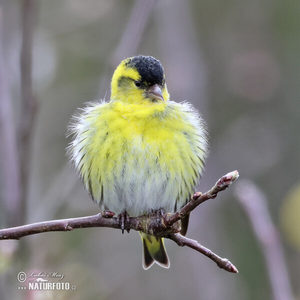 Siskin (Carduelis spinus)