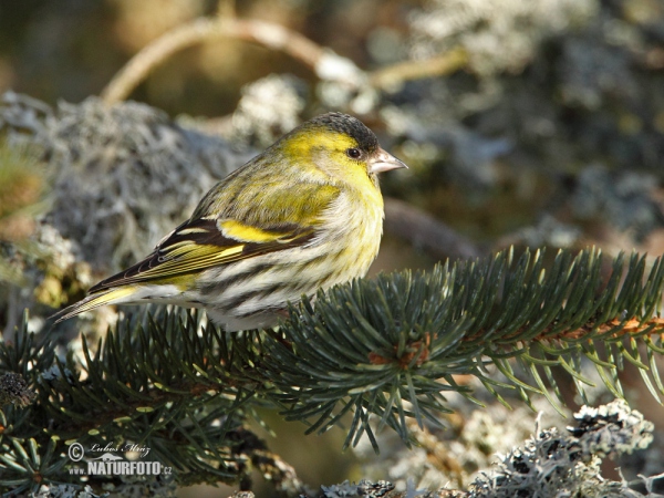 Siskin (Carduelis spinus)