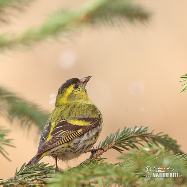 Siskin (Carduelis spinus)