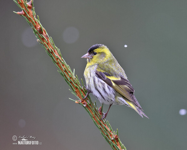 Siskin (Carduelis spinus)