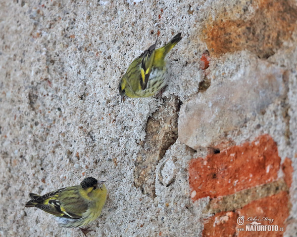 Siskin (Carduelis spinus)