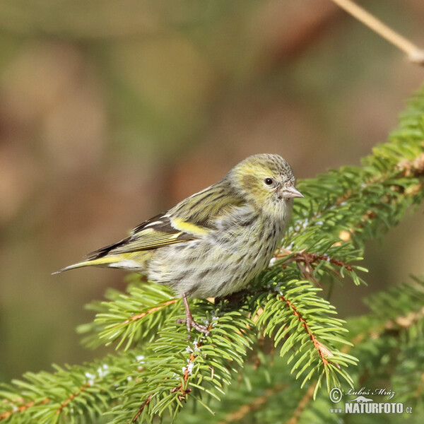 Siskin (Carduelis spinus)