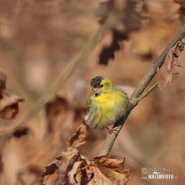 Siskin (Carduelis spinus)