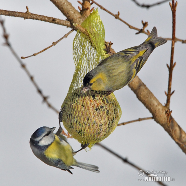 Siskin (Carduelis spinus)