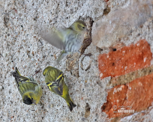 Siskin (Carduelis spinus)