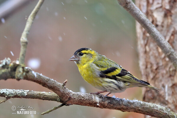 Siskin (Carduelis spinus)