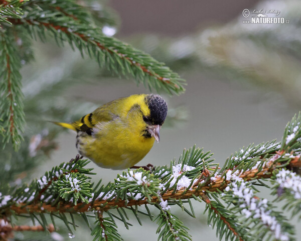 Siskin (Carduelis spinus)