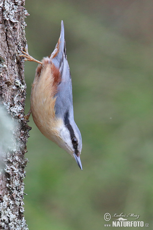 Sitta europaea