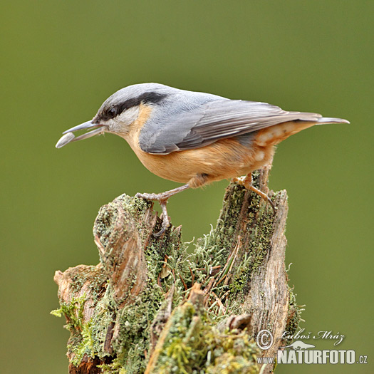 Sitta europaea