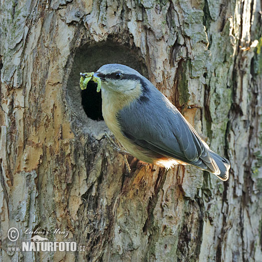 Sitta europaea