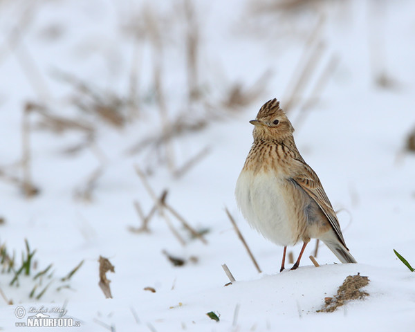 Skylark (Alauda arvensis)