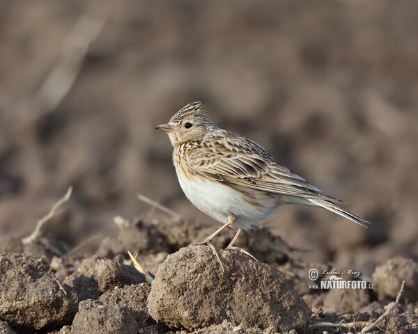 Skylark (Alauda arvensis)