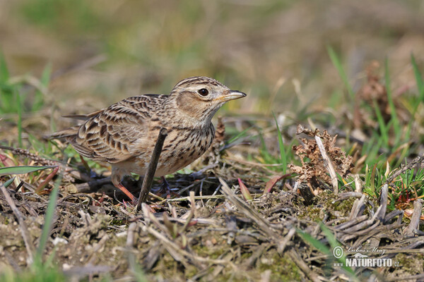 Skylark (Alauda arvensis)