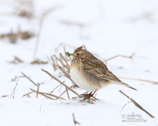 Skylark (Alauda arvensis)