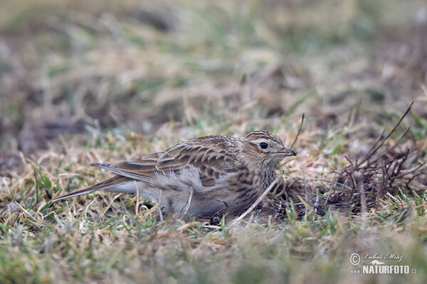 Skylark (Alauda arvensis)