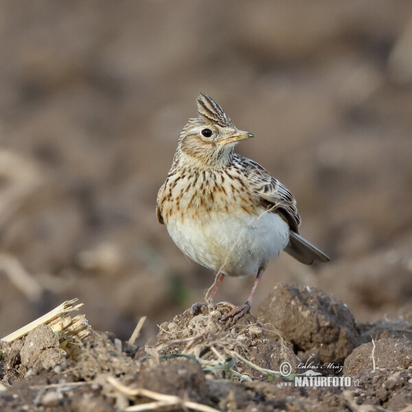 Skylark (Alauda arvensis)