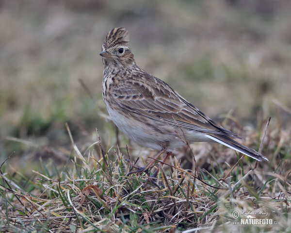 Skylark (Alauda arvensis)