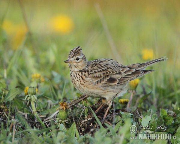 Skylark (Alauda arvensis)