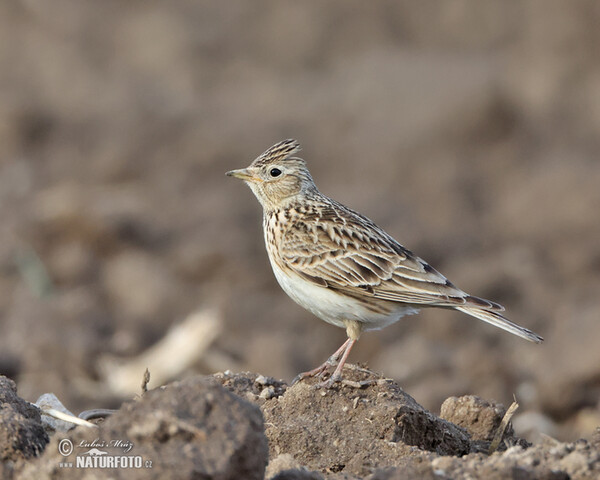 Skylark (Alauda arvensis)