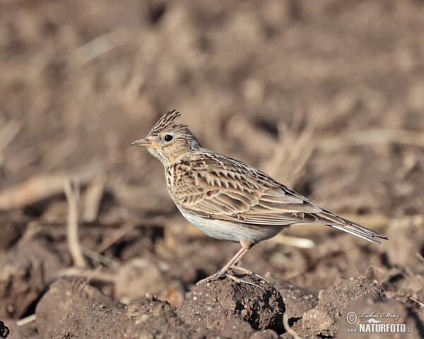 Skylark (Alauda arvensis)