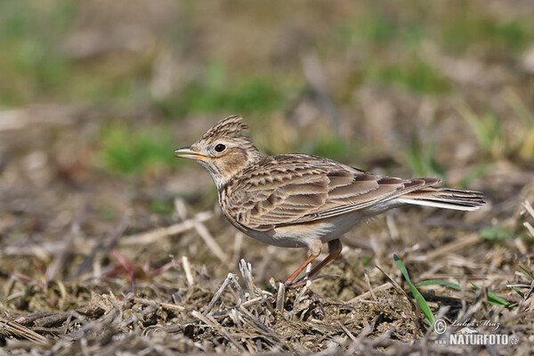 Skylark (Alauda arvensis)