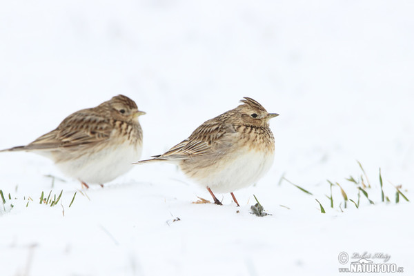 Skylark (Alauda arvensis)