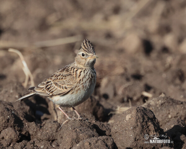 Skylark (Alauda arvensis)