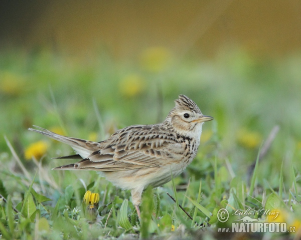 Skylark (Alauda arvensis)