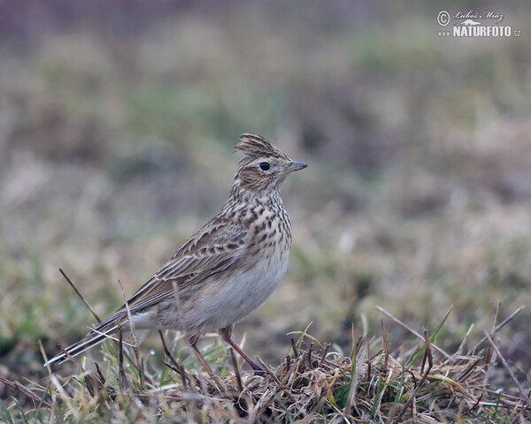 Skylark (Alauda arvensis)