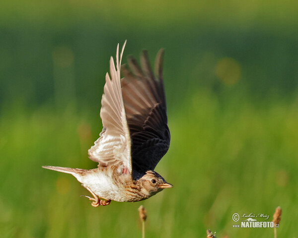 Skylark (Alauda arvensis)