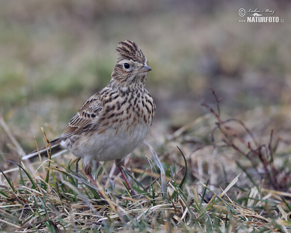 Skylark (Alauda arvensis)