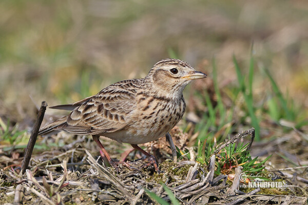 Skylark (Alauda arvensis)