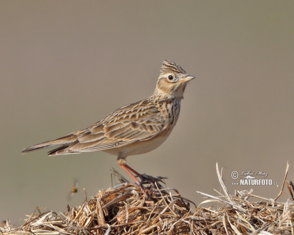 Skylark (Alauda arvensis)