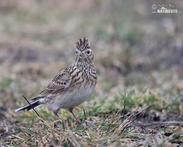 Skylark (Alauda arvensis)