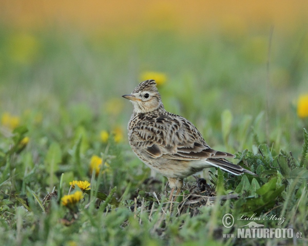 Skylark (Alauda arvensis)