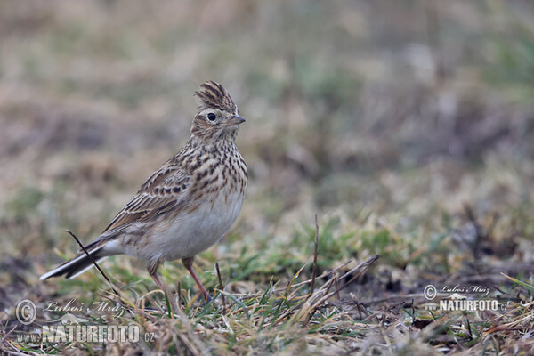 Skylark (Alauda arvensis)