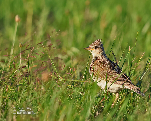 Skylark (Alauda arvensis)