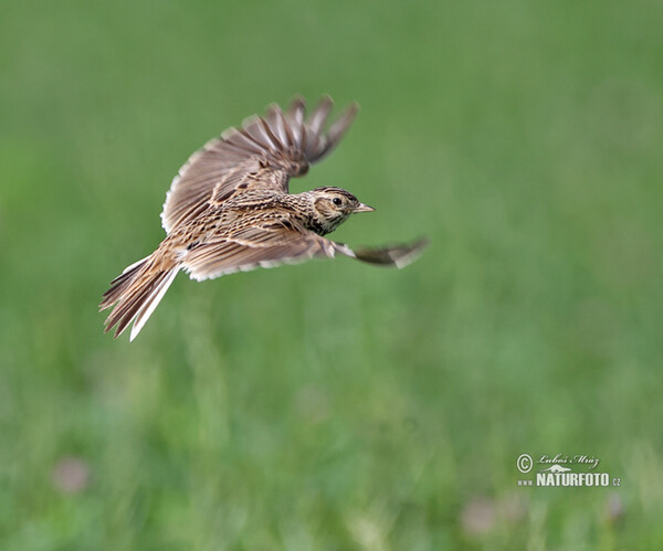 Skylark (Alauda arvensis)