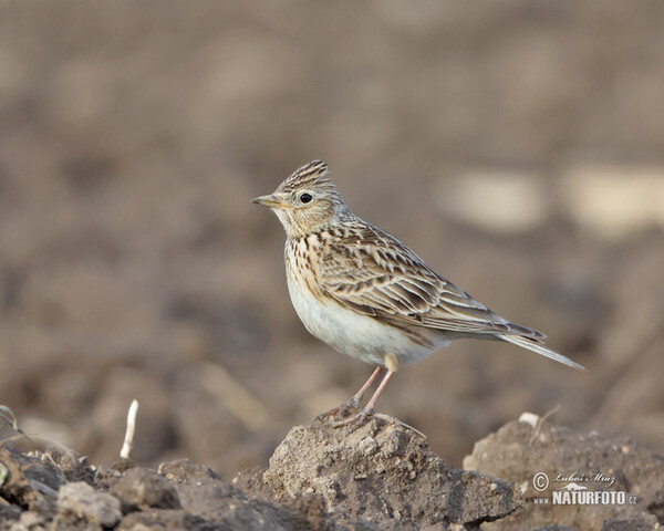 Skylark (Alauda arvensis)
