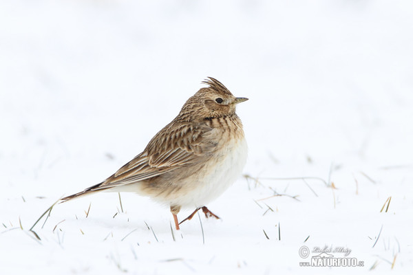 Skylark (Alauda arvensis)