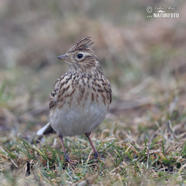 Skylark (Alauda arvensis)