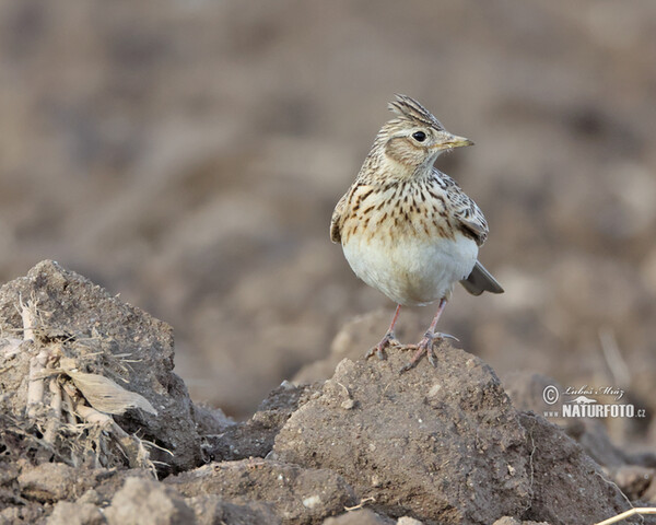 Skylark (Alauda arvensis)