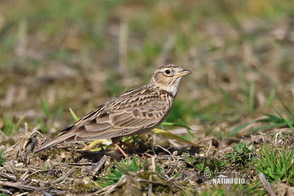 Skylark (Alauda arvensis)